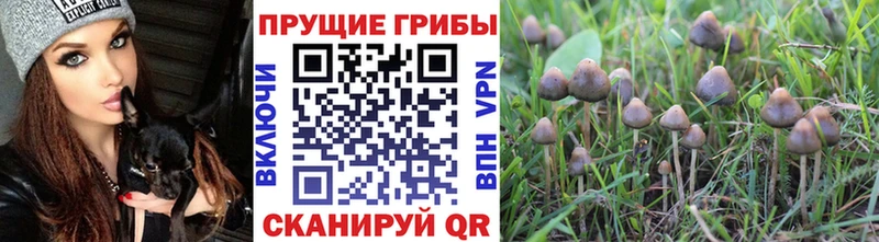 Псилоцибиновые грибы Psilocybine cubensis  Купить закладки  Кинель 